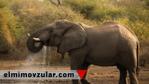 Antiseptik mütəxəssisi fillər