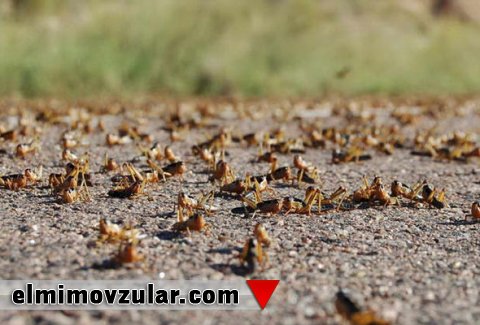 Birgə hərəkət edən çəyirtkələr