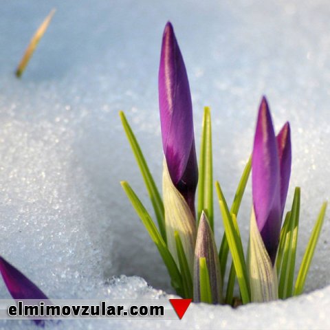 Bitkilər soyuqla necə mübarizə aparırlar? 