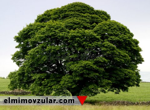 Bitkilərin müdafiə üsulları