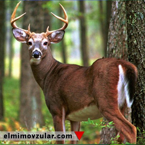 Bitkilərin qida dəyərini hesablayan şimal maralları