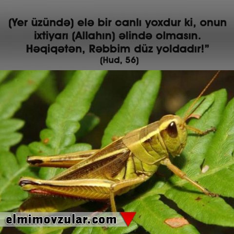 Böcəklər bitkiləri xüsusi seçirlər