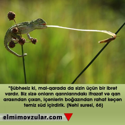 Buqələmunun dili reaktiv təyyarədən daha sürətlidir