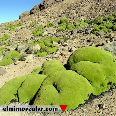 Çətin şəraitə dözümlü olan bitkilər