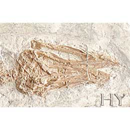 Konfiçiusornis  (Confuciusornis)