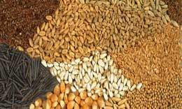 Torpağın altında illərlə gözləyən toxumlar