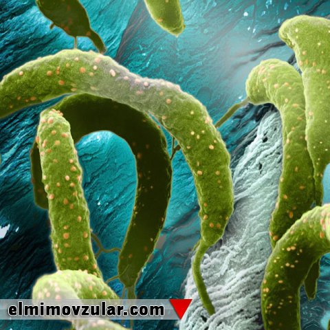 Dünyanın ən möhkəm yapışqanı 