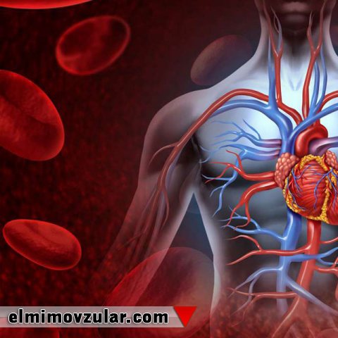 İnsanı formalaşdıran hüceyrələr