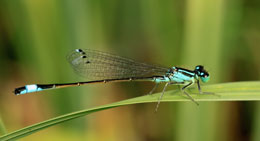 Canlı uçuş mexanizmləri: İynəcələr