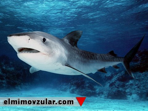 Köpək balığının dərisindəki çıxıntının suyun müqavimətinin təsirini azaltması