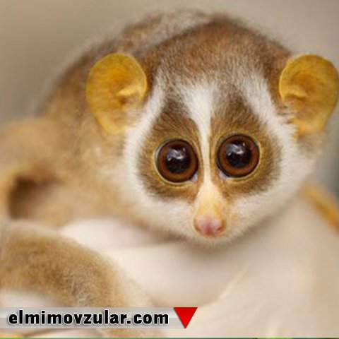 Lorisdəki xüsusi dizayn           