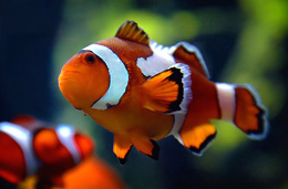 “İtkin balıq Nemo” filminin qəhrəmanı - kloun balığı 