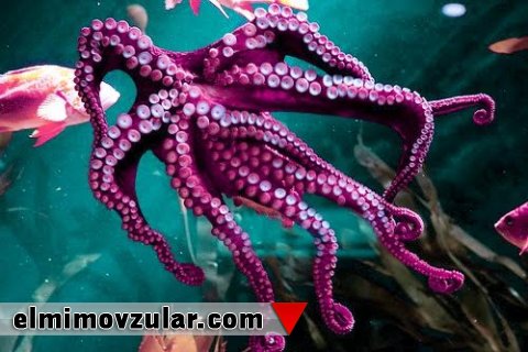 Osminoqların sormacları niyə öz bədənlərinə yapışmır? 