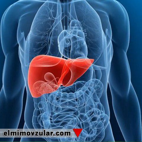 Qaraciyər: Bədənimizdəki müstəqil fabrik