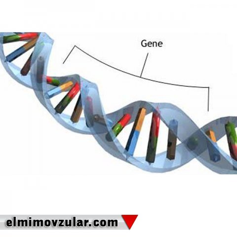 Riçard Dokinz, “eqoist” genlər və “qısqanc” sulfat turşusu haqqında