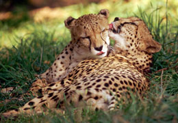 Təkamülün açıqlaya bilmədiyi simmetriya və uyğunluq