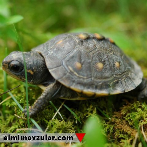 Tısbağaların Möhkəm Çanaqları