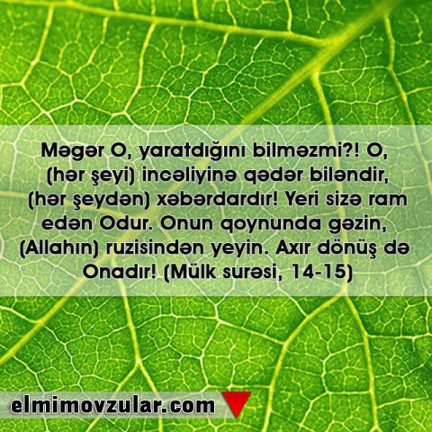 Yarpaqlardaki Qüsursuz Forma: Dəliklər